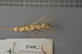 Click for 1 image(s) for this accession. Spike